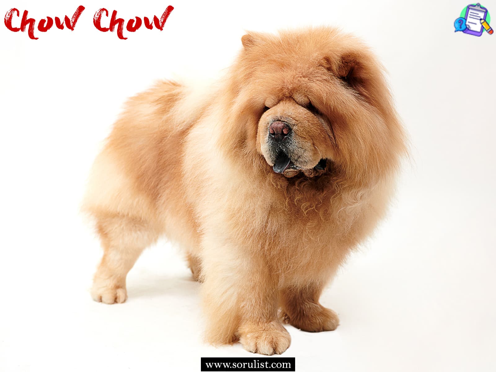 chow chow irki kopeklerde gorulen hastaliklar 1