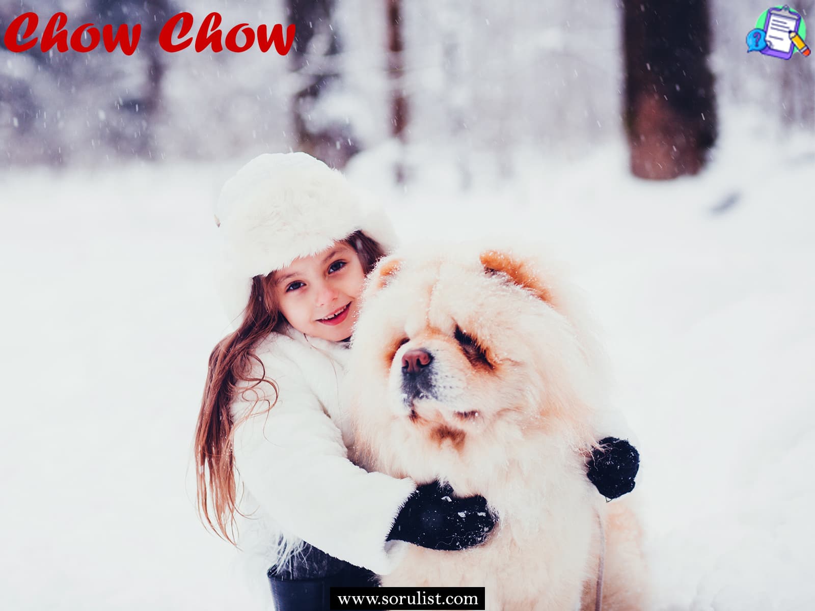 chow chow irki kopeklerde gorulen hastaliklar 2