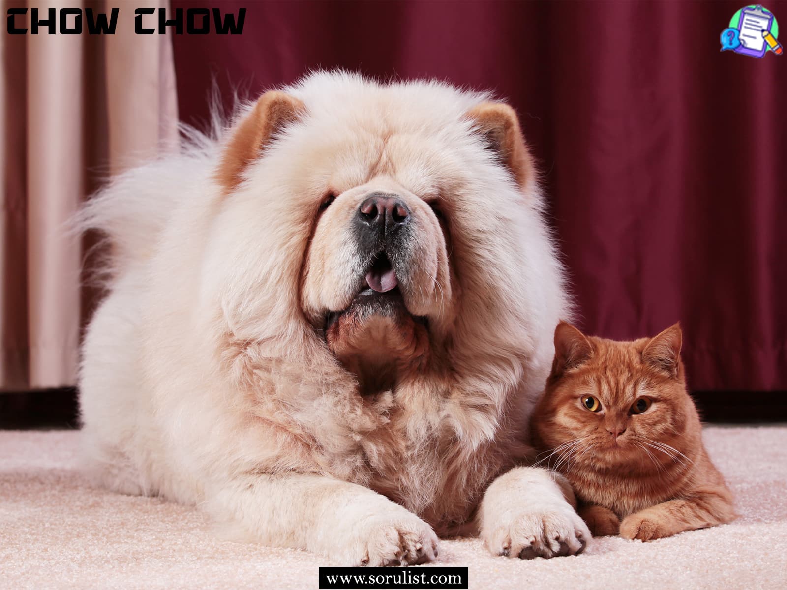 chow chow irki kopeklerde gorulen hastaliklar 3