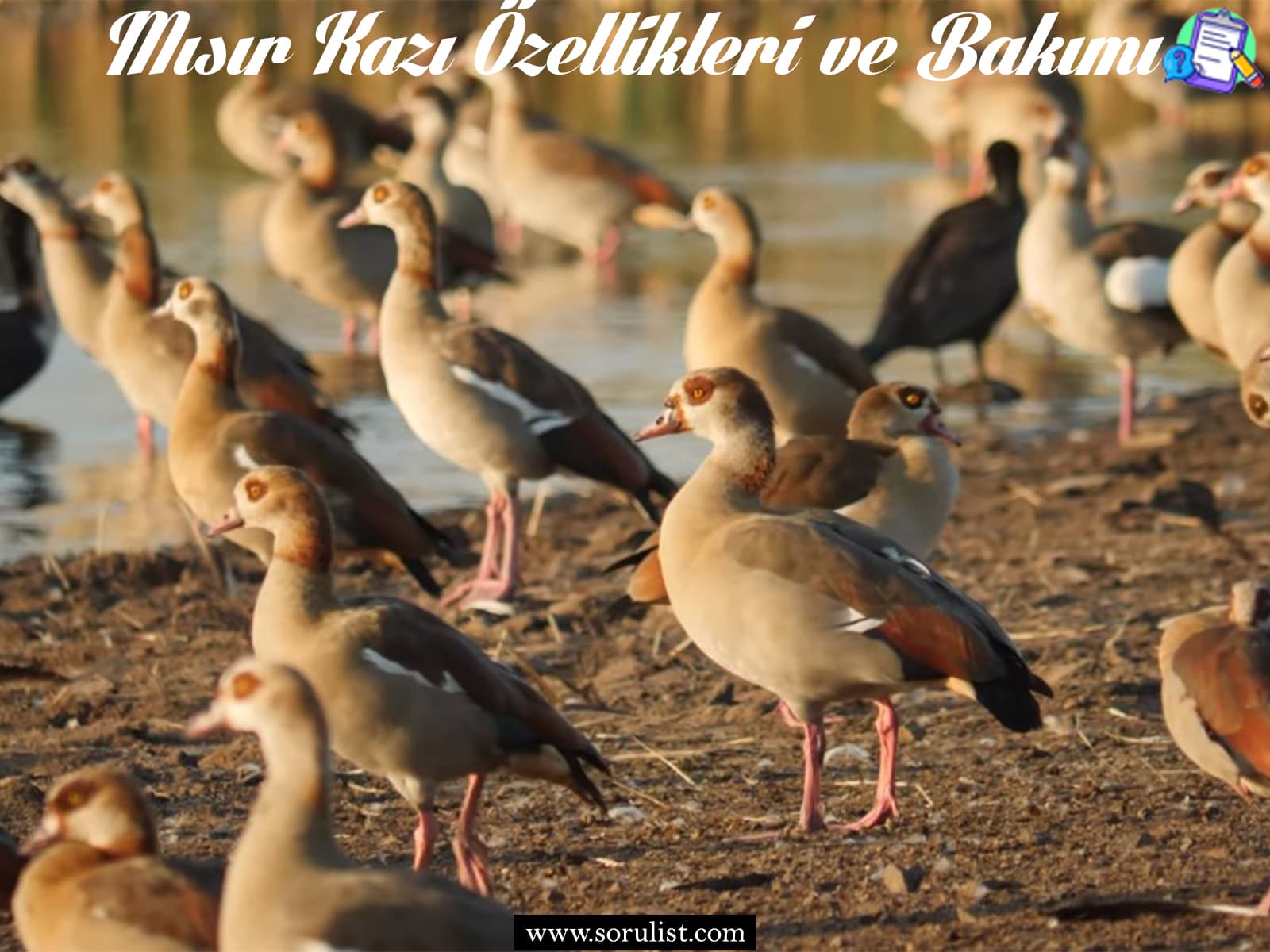 misir kazi ozellikleri ve bakimi 1