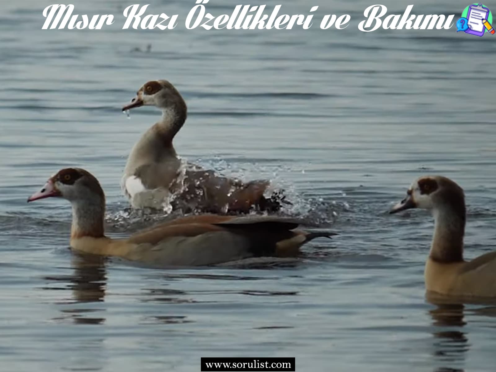 misir kazi ozellikleri ve bakimi 2