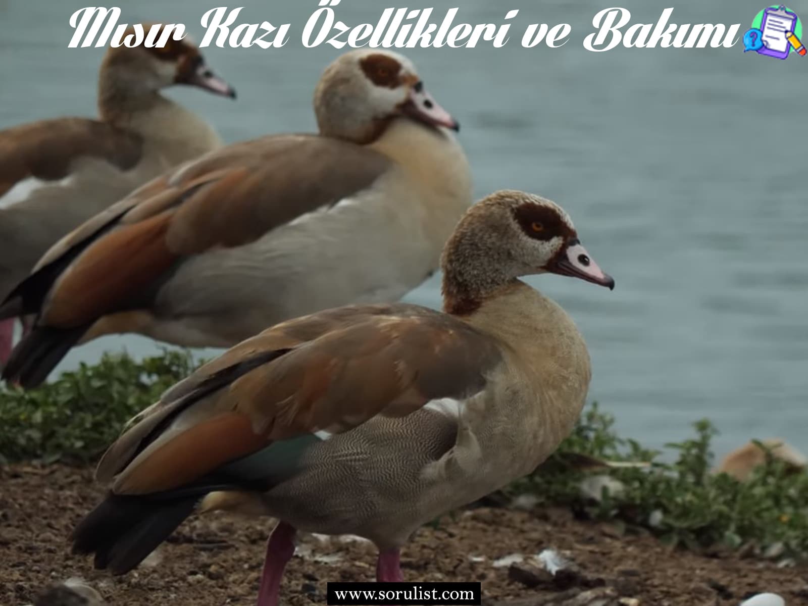 misir kazi ozellikleri ve bakimi 3