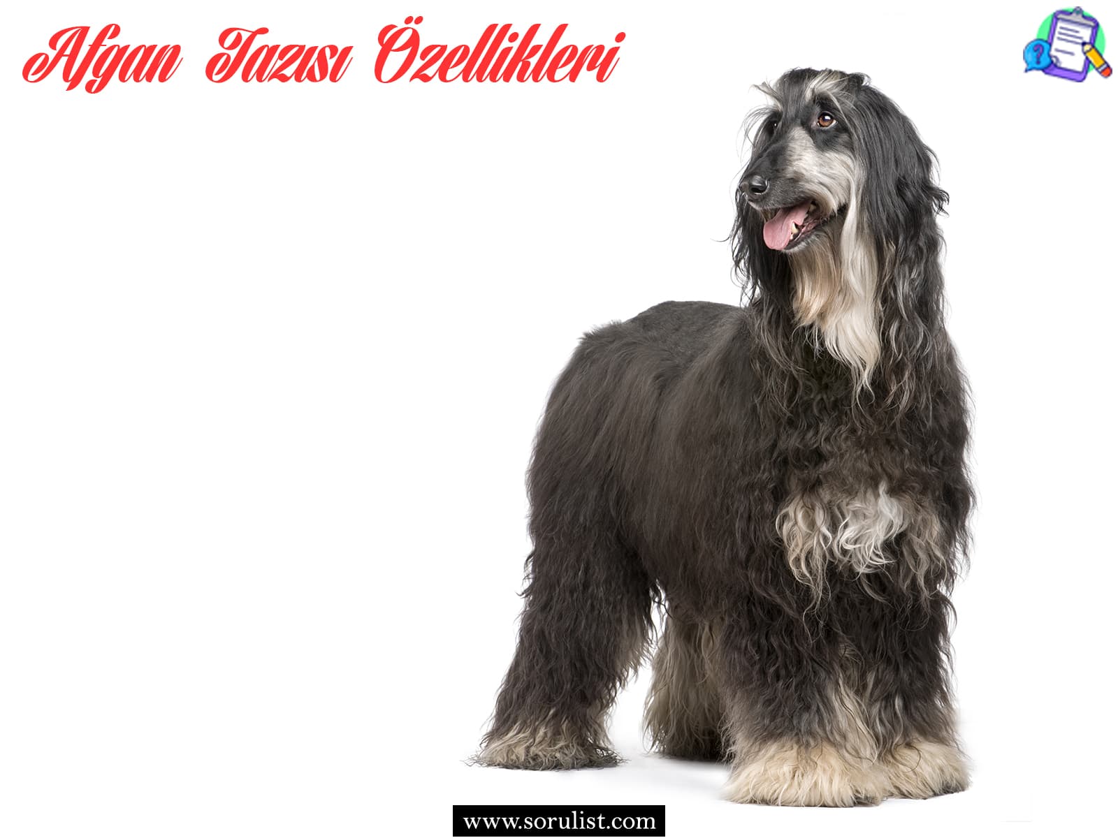 afgan tazisi ozellikleri ve bakimi 1
