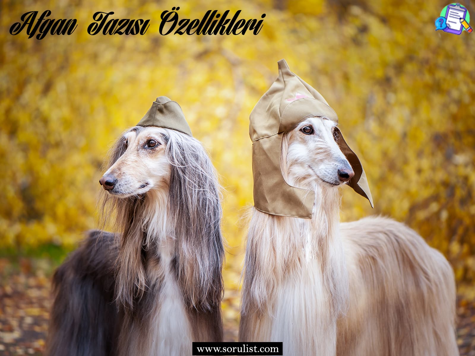 afgan tazisi ozellikleri ve bakimi 2