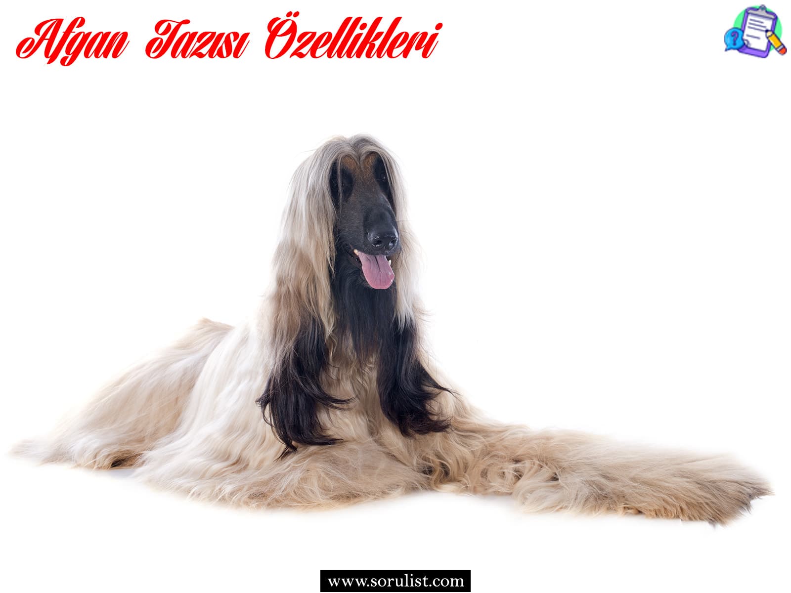 afgan tazisi ozellikleri ve bakimi 3