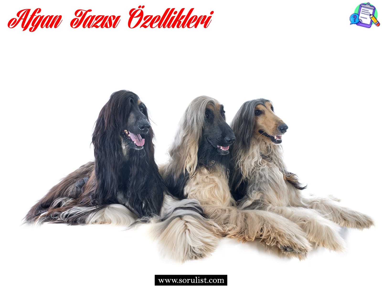 afgan tazisi ozellikleri ve bakimi 4